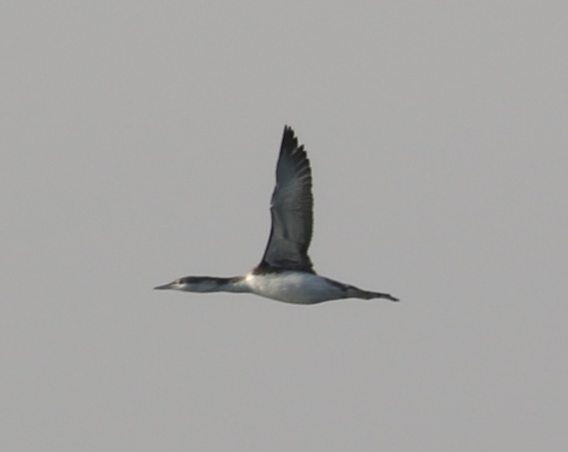 紅喉潛鳥 - ML646351334