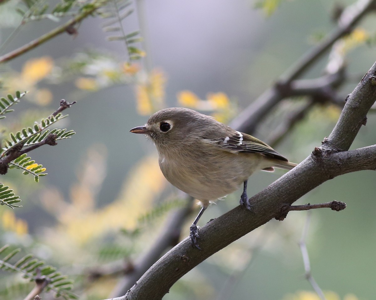 Hutton's Vireo - ML646351337