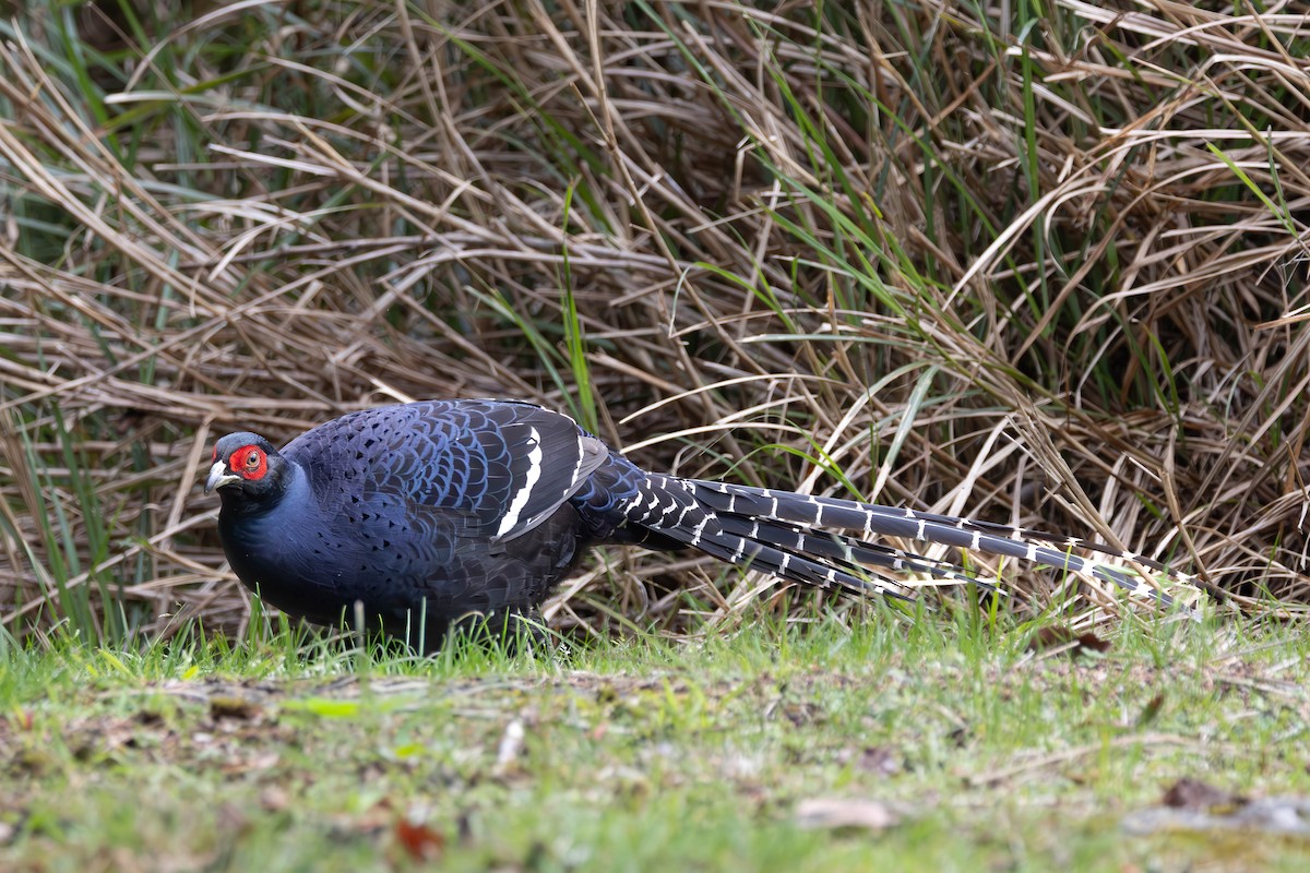 Mikado Pheasant - ML646351338