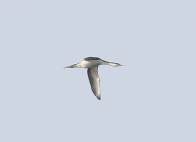 紅喉潛鳥 - ML646351348