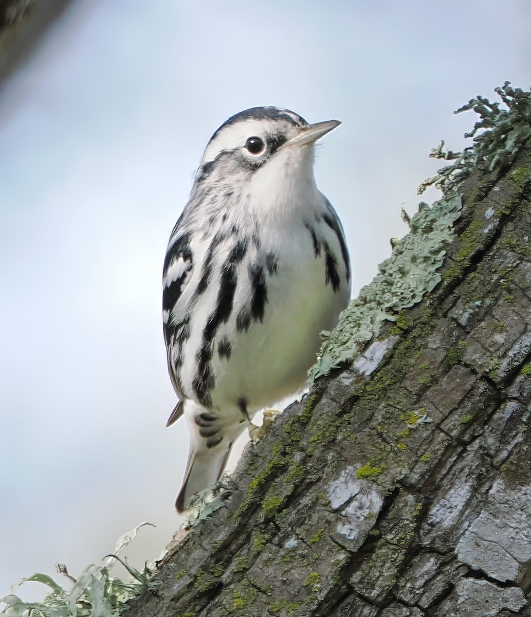 Black-and-white Warbler - ML646351349