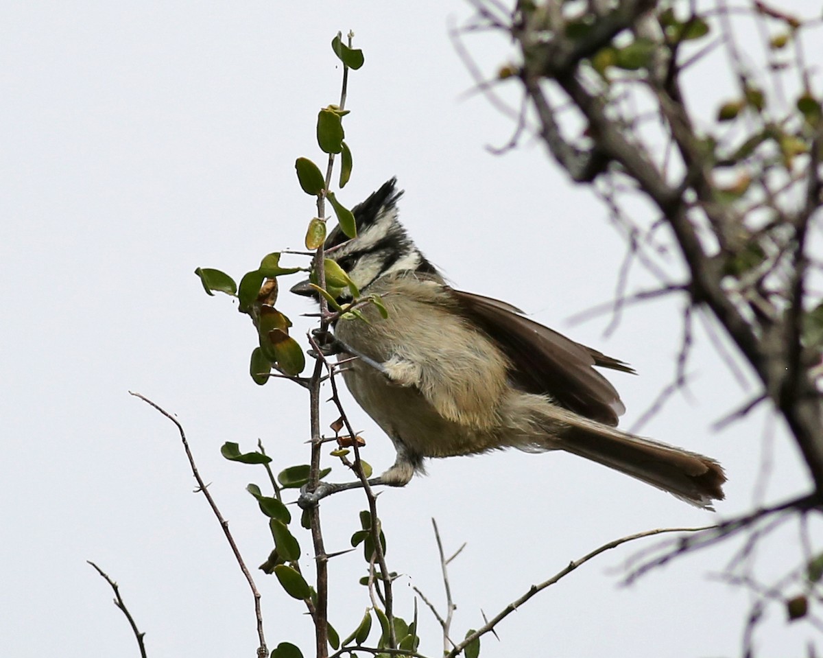 Bridled Titmouse - ML646351351