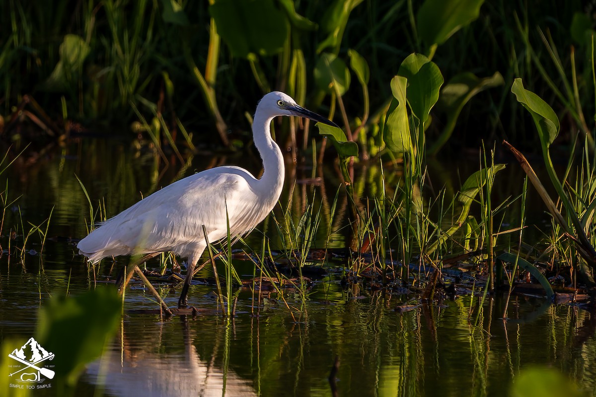 Little Egret - ML646351352