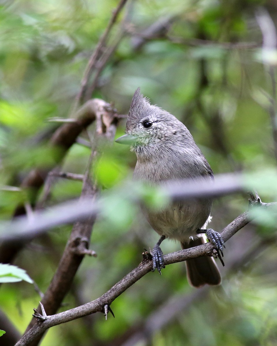 Juniper Titmouse - ML646351356