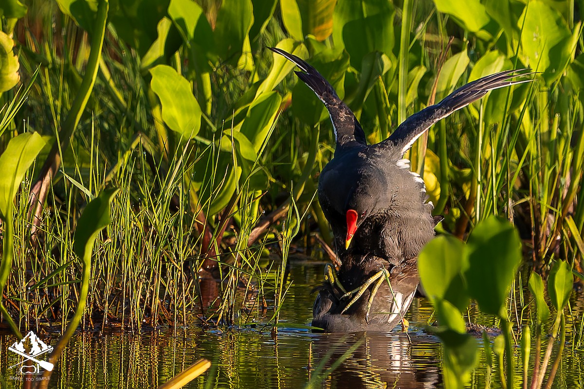 Eurasian Moorhen - ML646351357