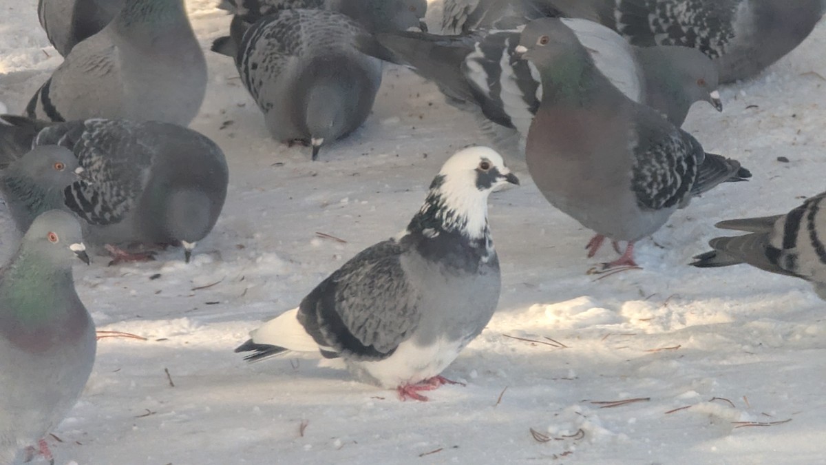 יונת בית - ML646351358