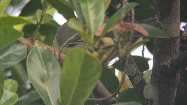 holub africký - ML646351362