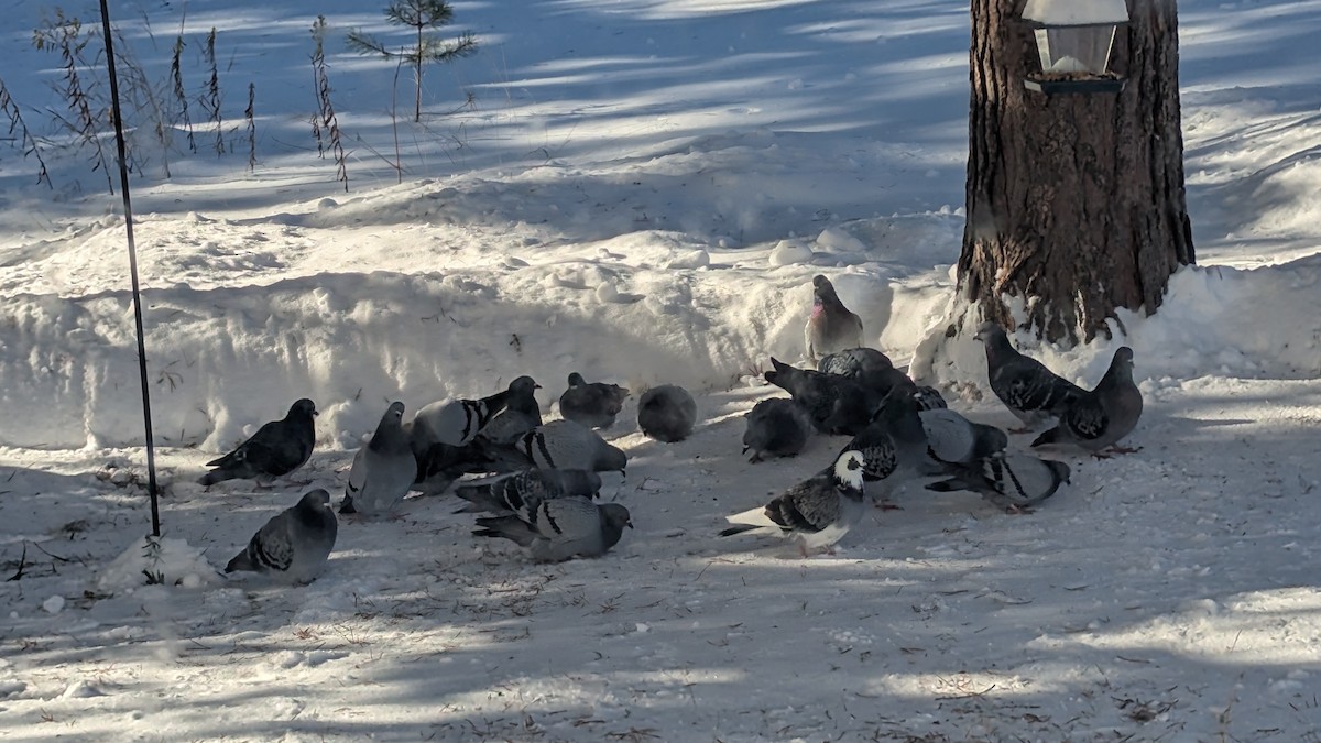 יונת בית - ML646351363