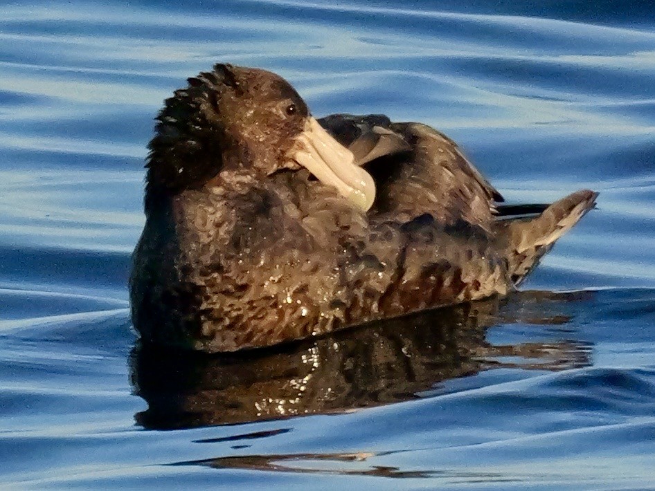 Antarktik Dev Fırtınakuşu - ML646351364