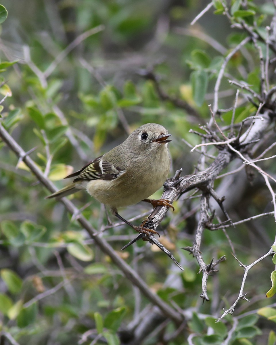 Ruby-crowned Kinglet - ML646351366