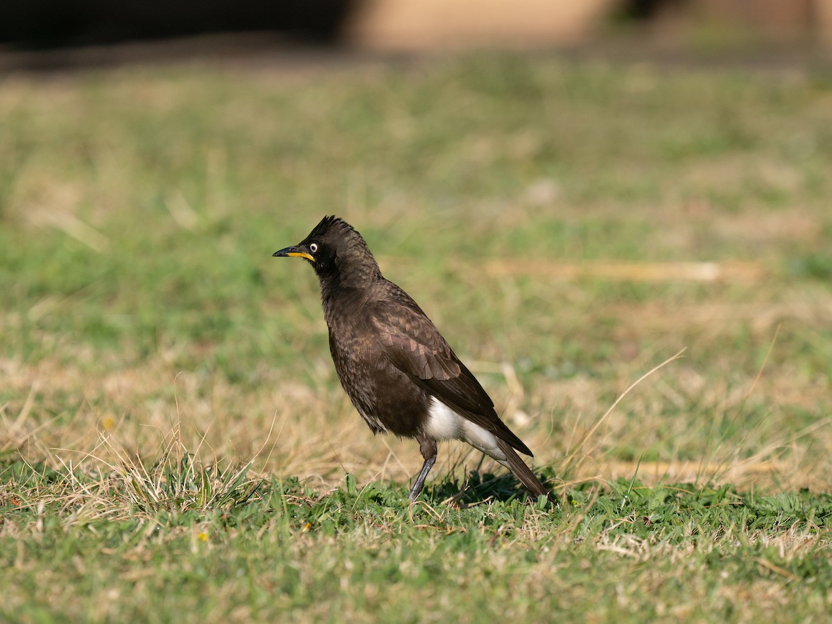 African Pied Starling - ML646351374