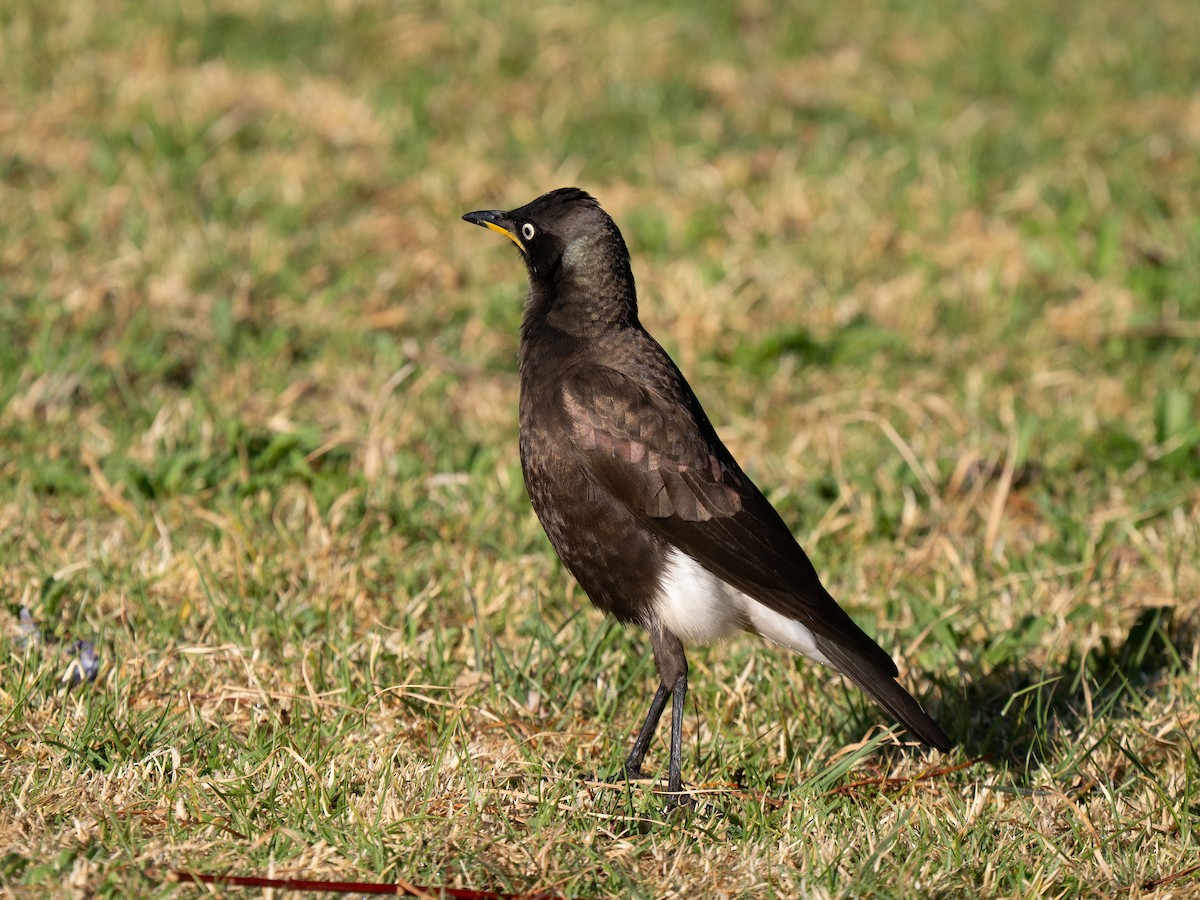African Pied Starling - ML646351375