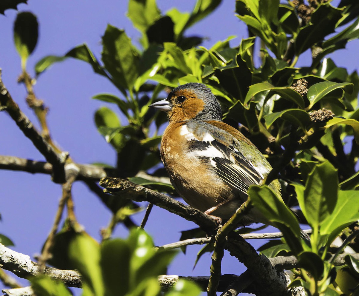 Common Chaffinch - ML646351378