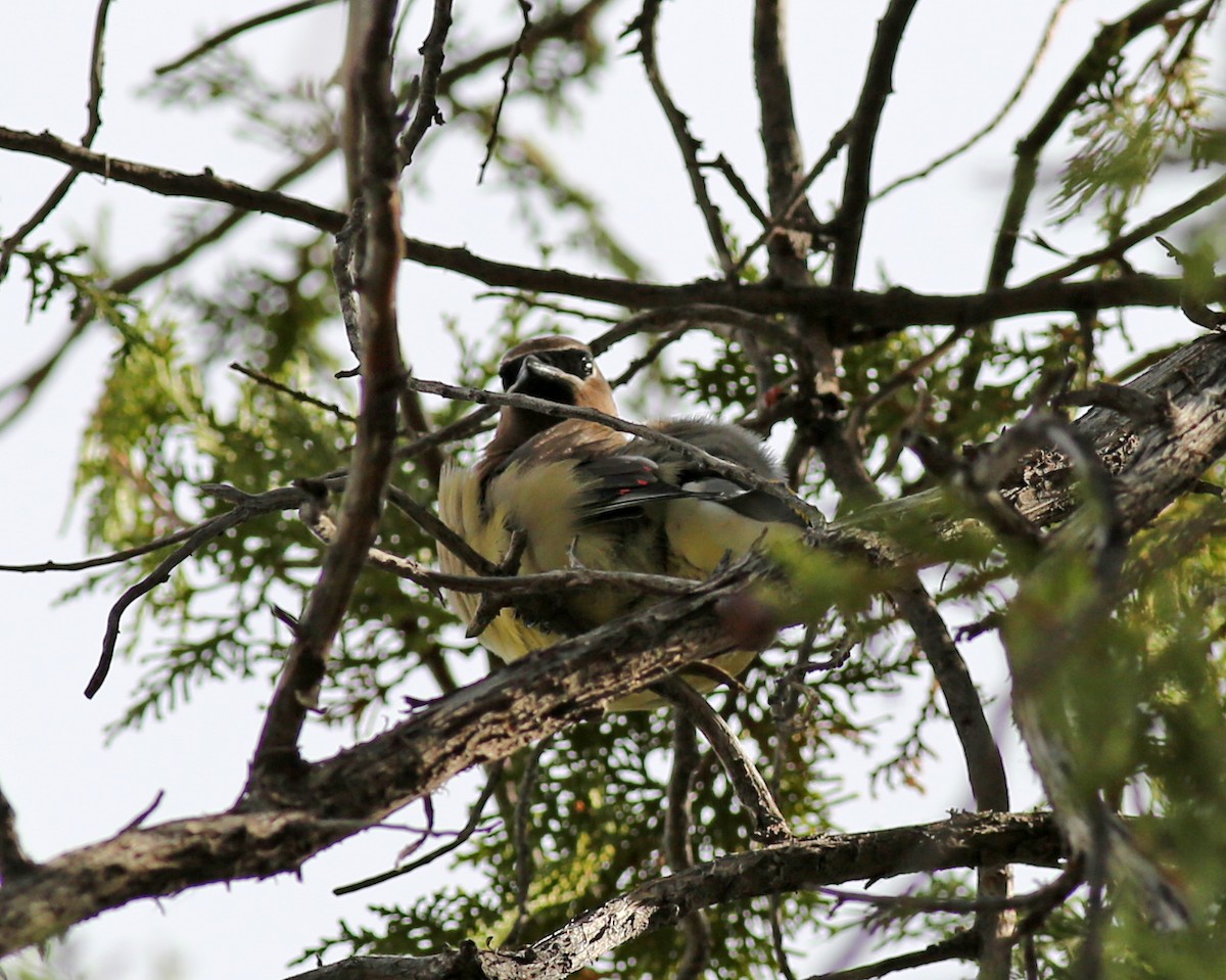 Cedar Waxwing - ML646351379