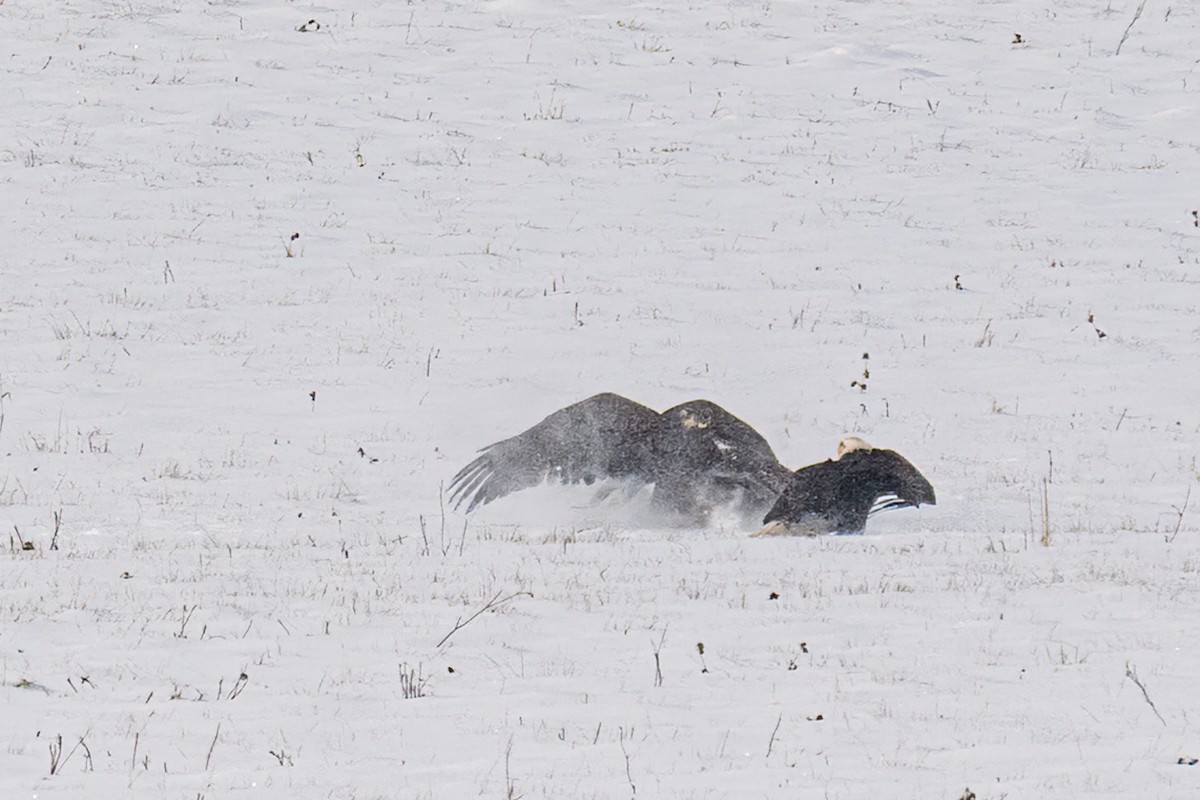 Bald Eagle - ML646351384
