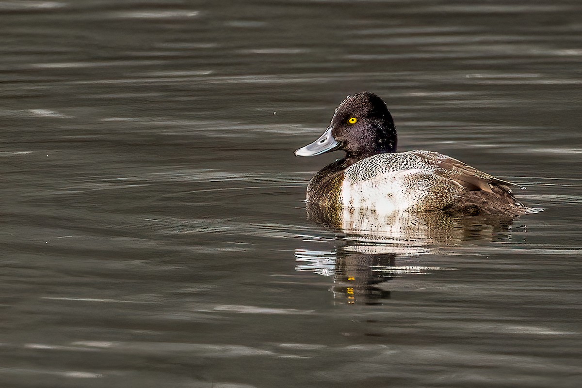 Lesser Scaup - ML646351386