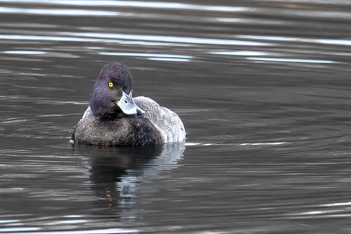 Lesser Scaup - ML646351387