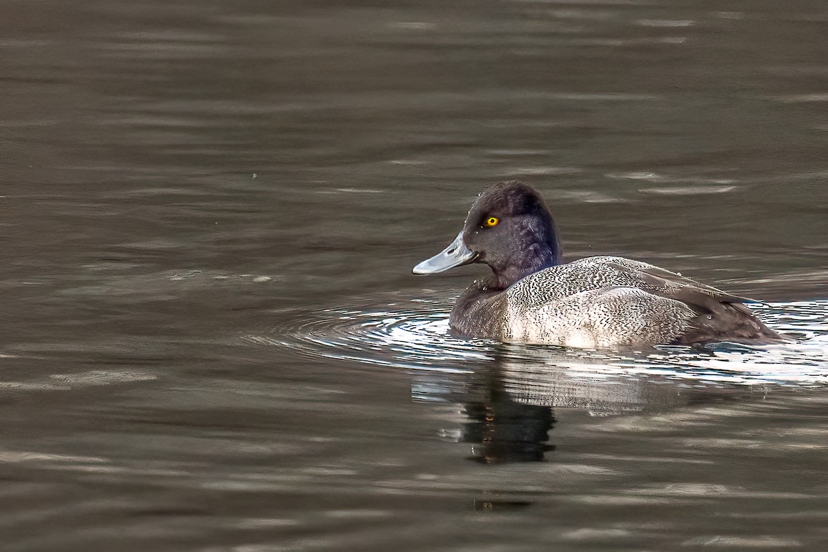 Lesser Scaup - ML646351388