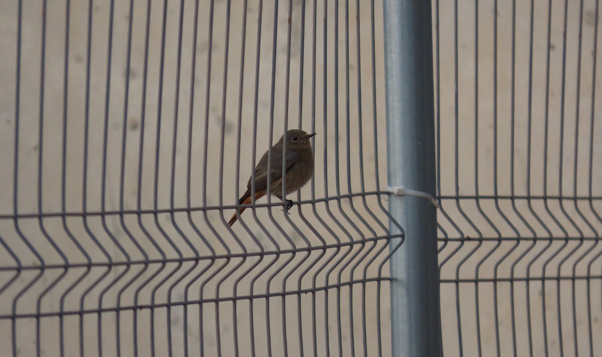 Black Redstart - ML646351390