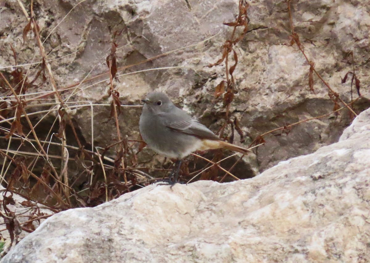 Black Redstart - ML646351394