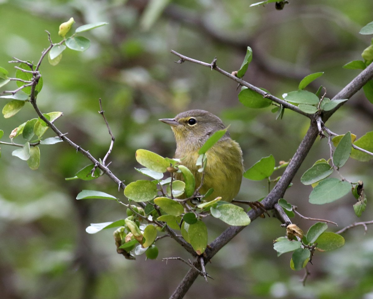 Orange-crowned Warbler - ML646351395