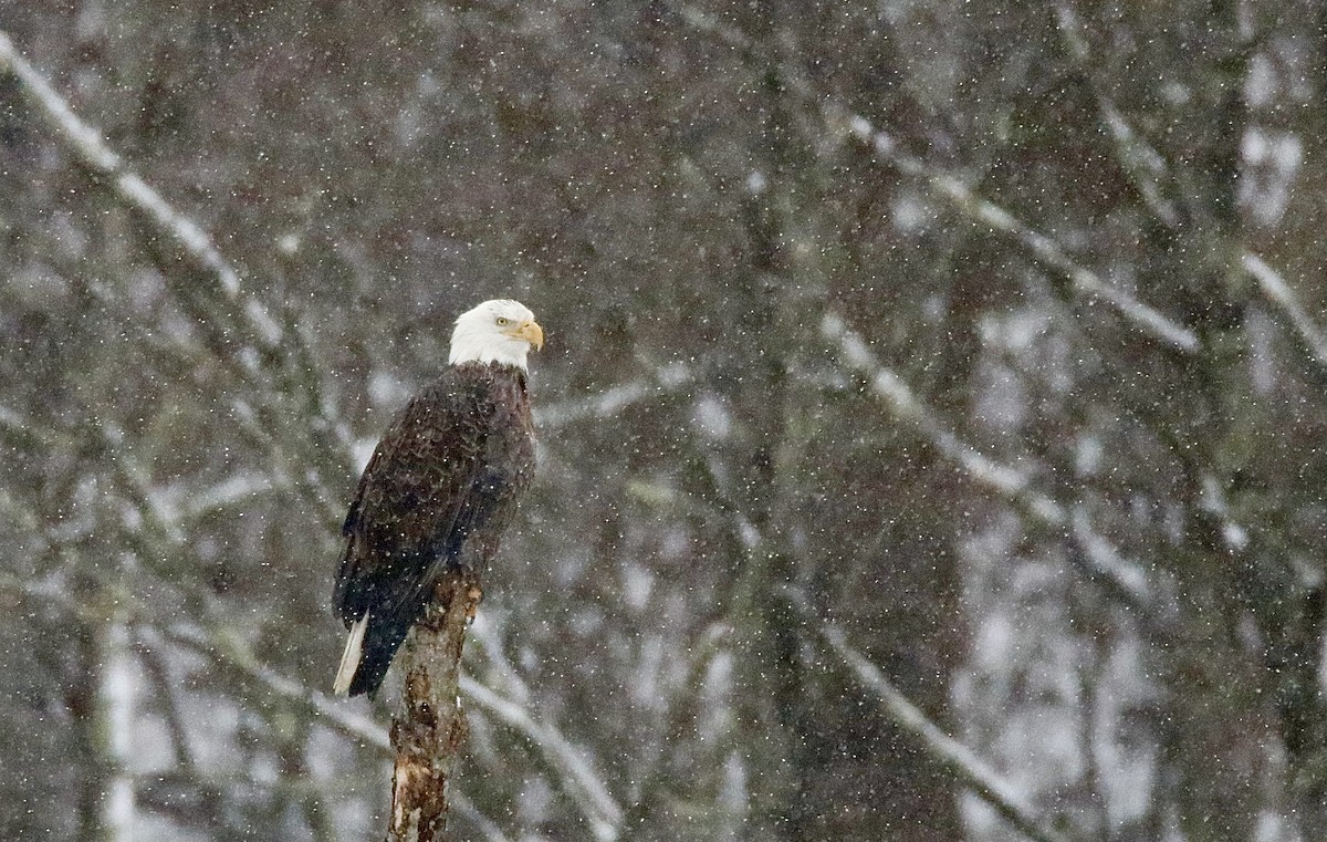Bald Eagle - ML646351400