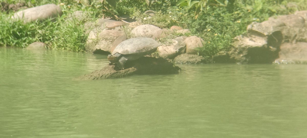 Animali - ML646351401