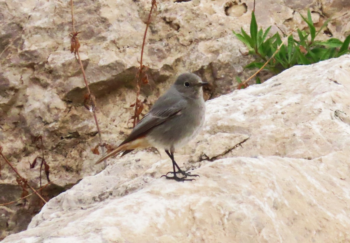 Black Redstart - ML646351402