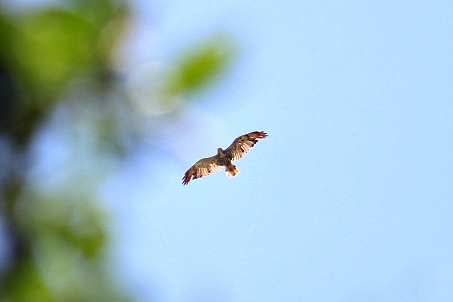 Otlak Şahini - ML646351404