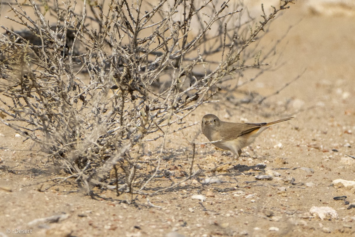 Asian Desert Warbler - ML646351405