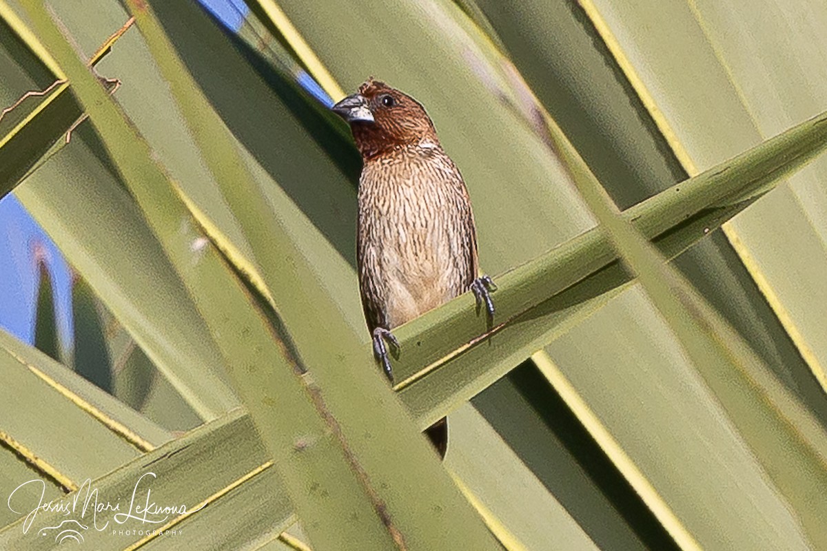 Scaly-breasted Munia - ML646351406