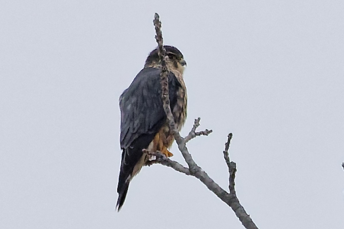 Merlin - ML646351407