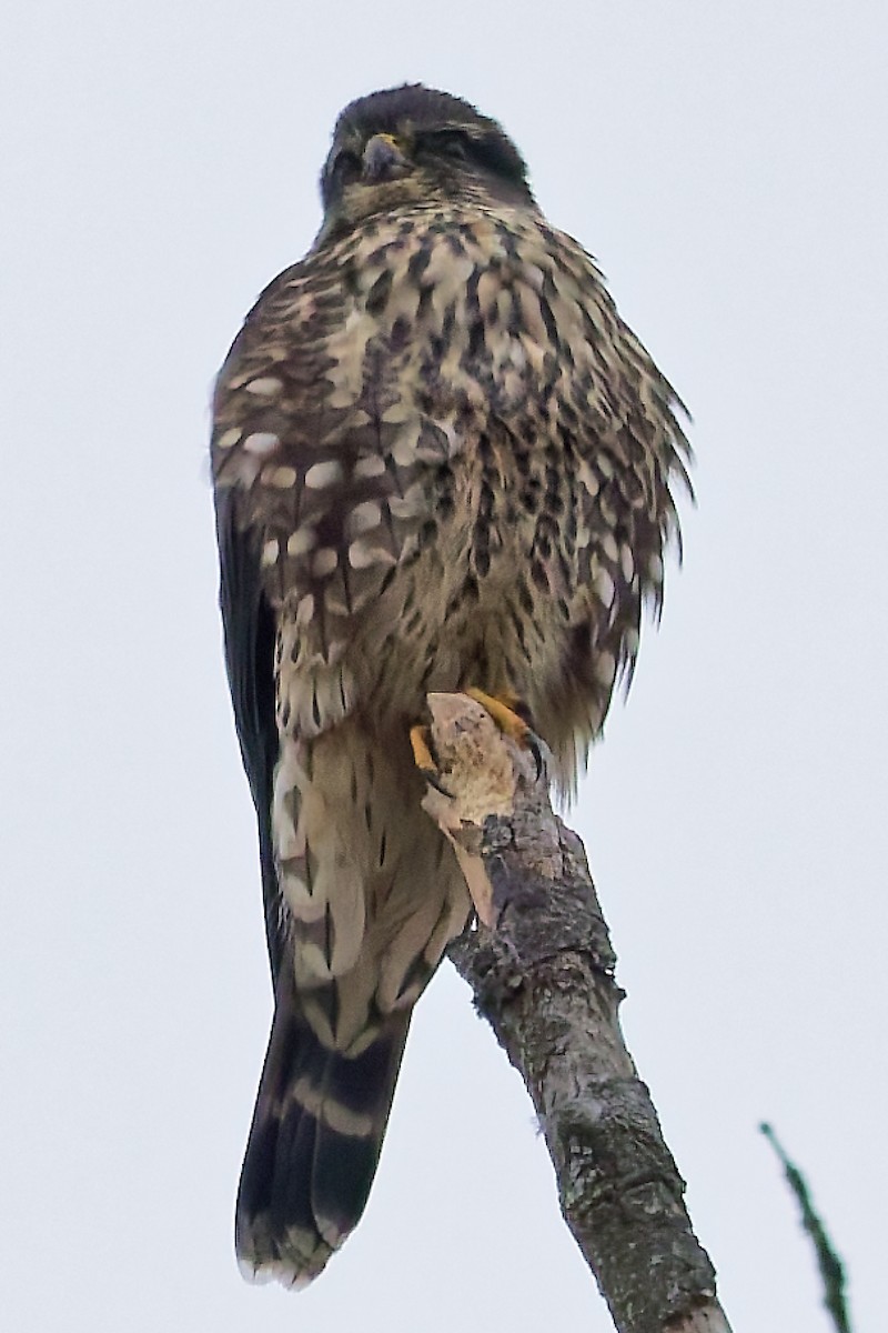 Merlin - ML646351408