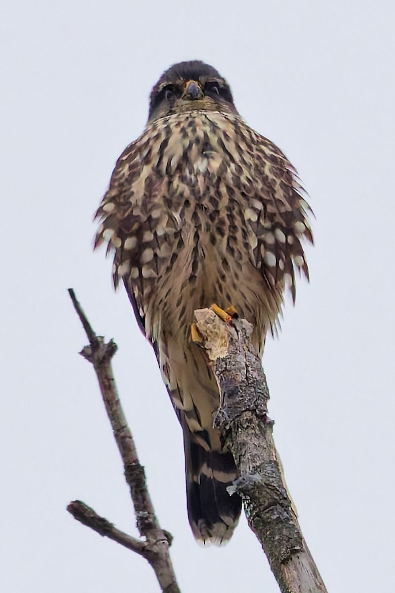 Merlin - ML646351409