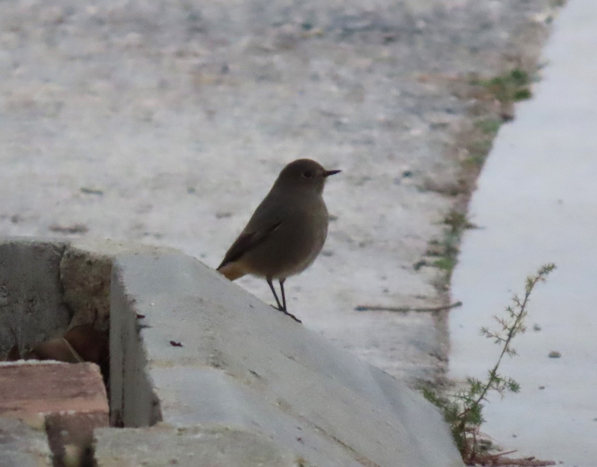 Black Redstart - ML646351410