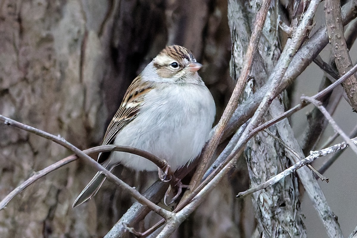 Chipping Sparrow - ML646351412