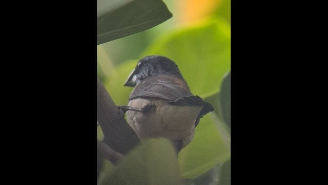 Magpie Mannikin - ML646351413