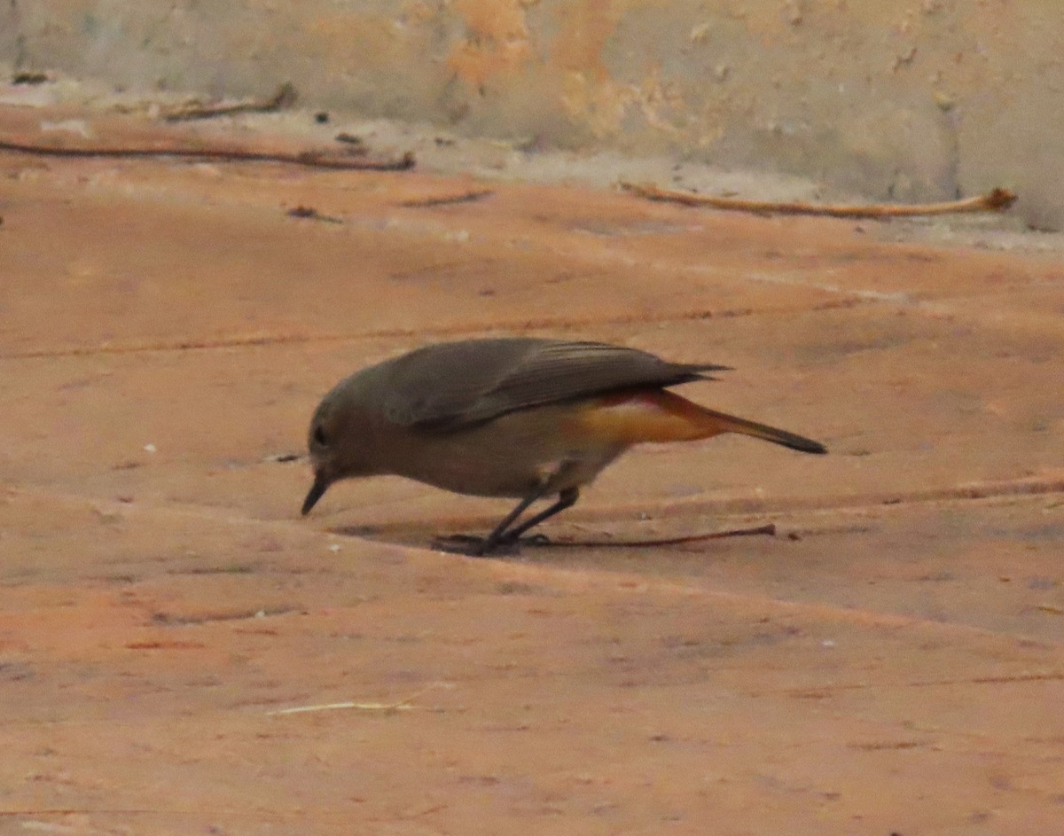 Black Redstart - ML646351414