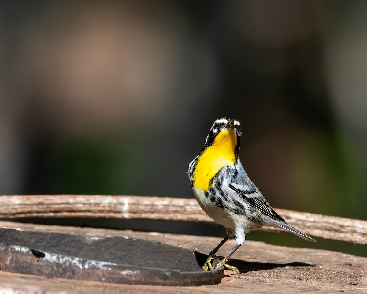 Goldkehl-Waldsänger - ML646351415