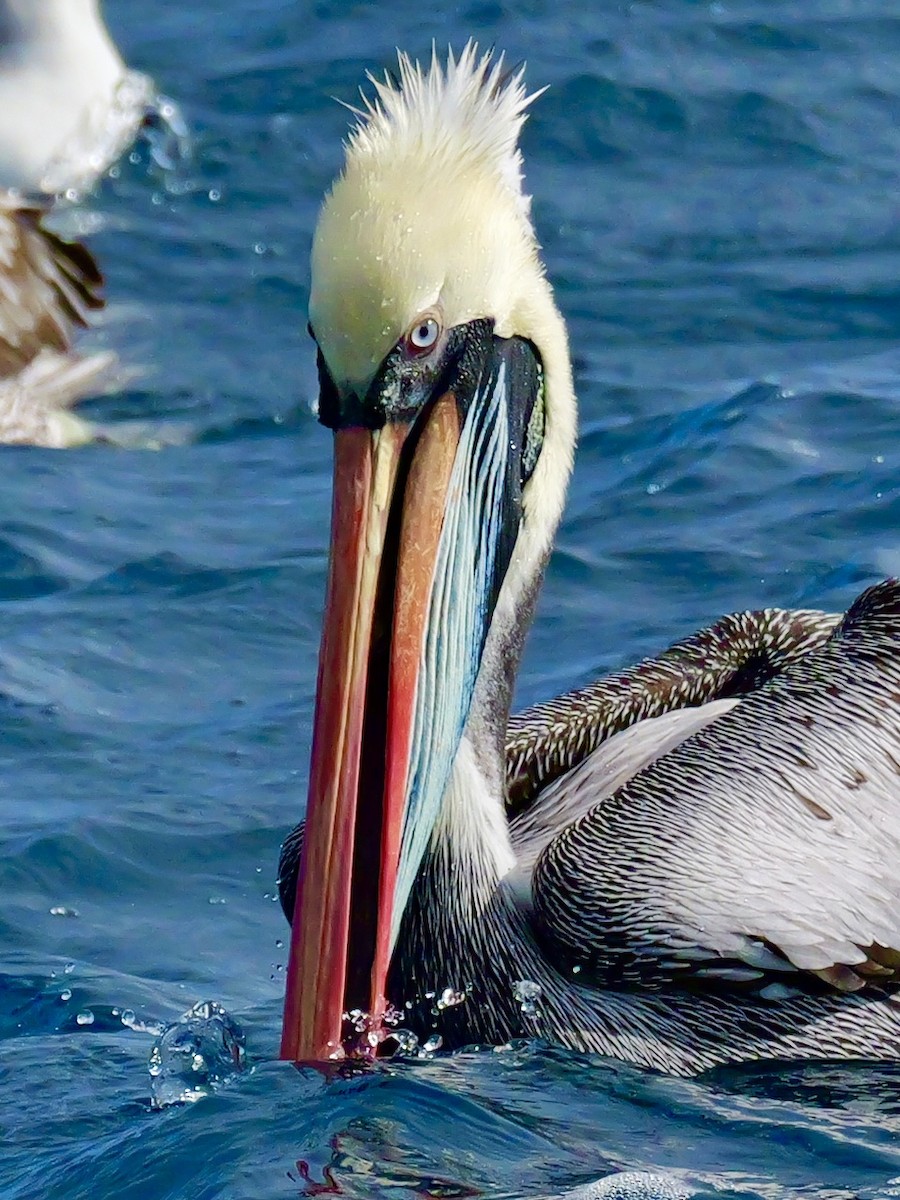 Перуанский пеликан - ML646351417