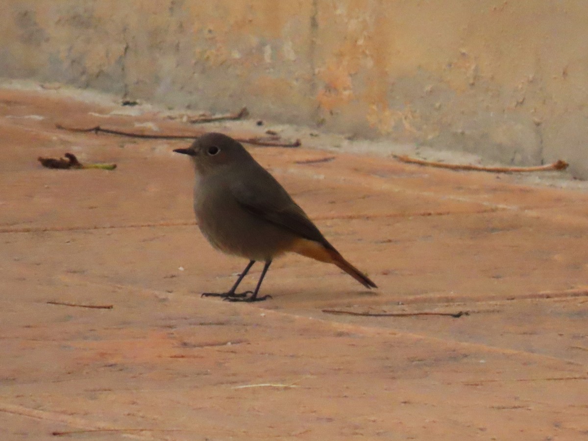 Black Redstart - ML646351418