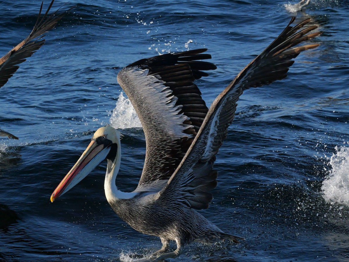 Перуанский пеликан - ML646351419