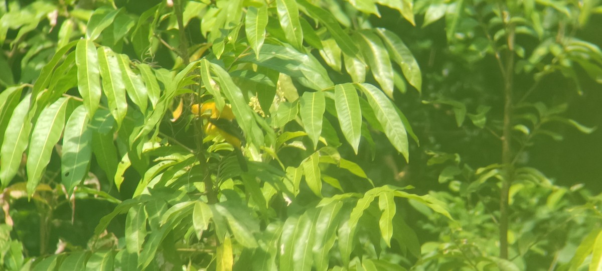 Yellow Oriole - ML646351420