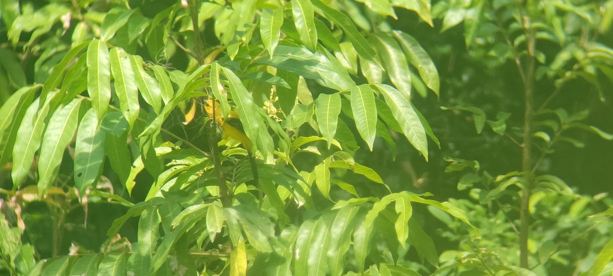 Yellow Oriole - ML646351421