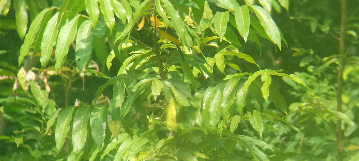 Yellow Oriole - ML646351422