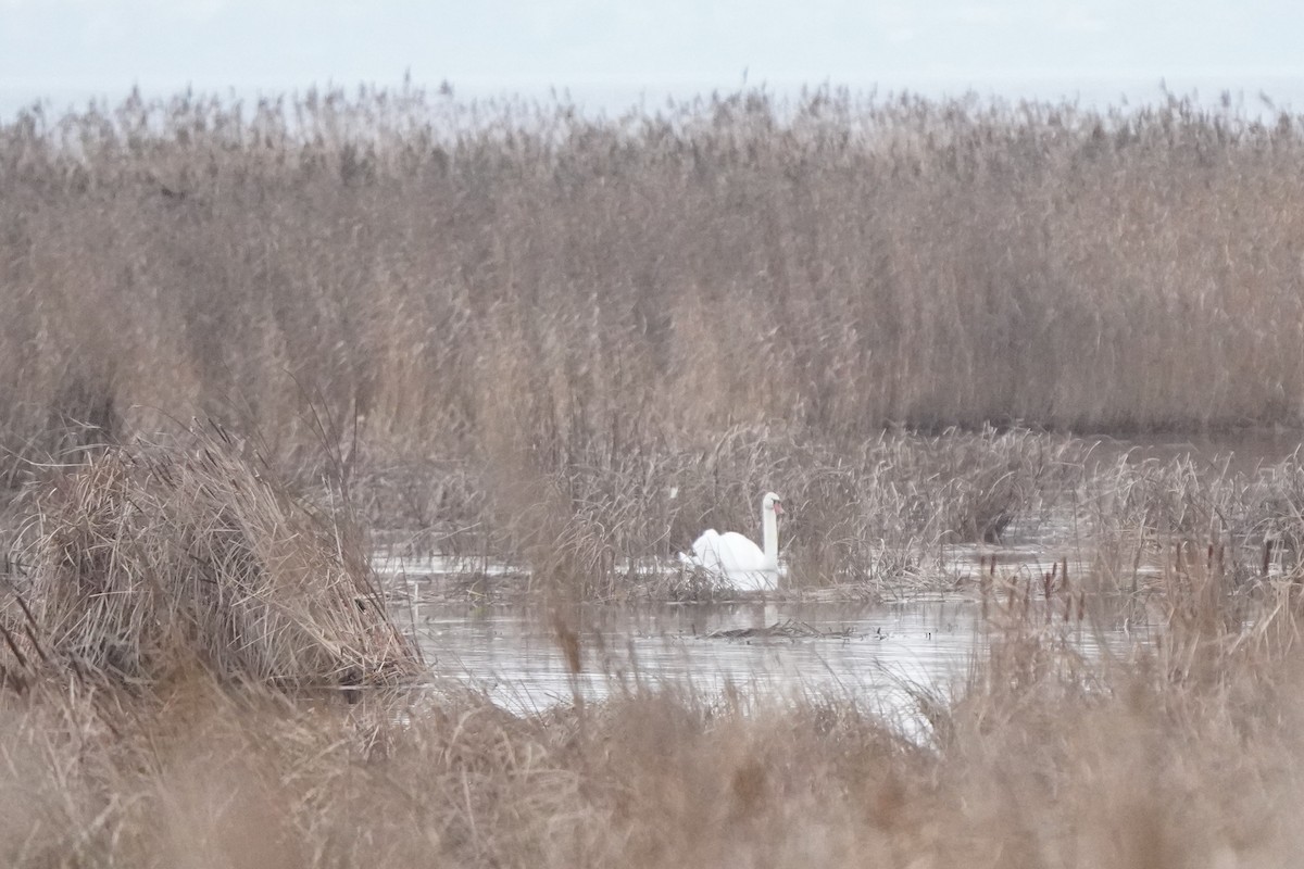 疣鼻天鵝 - ML646351423