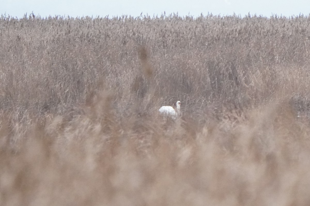 疣鼻天鵝 - ML646351424