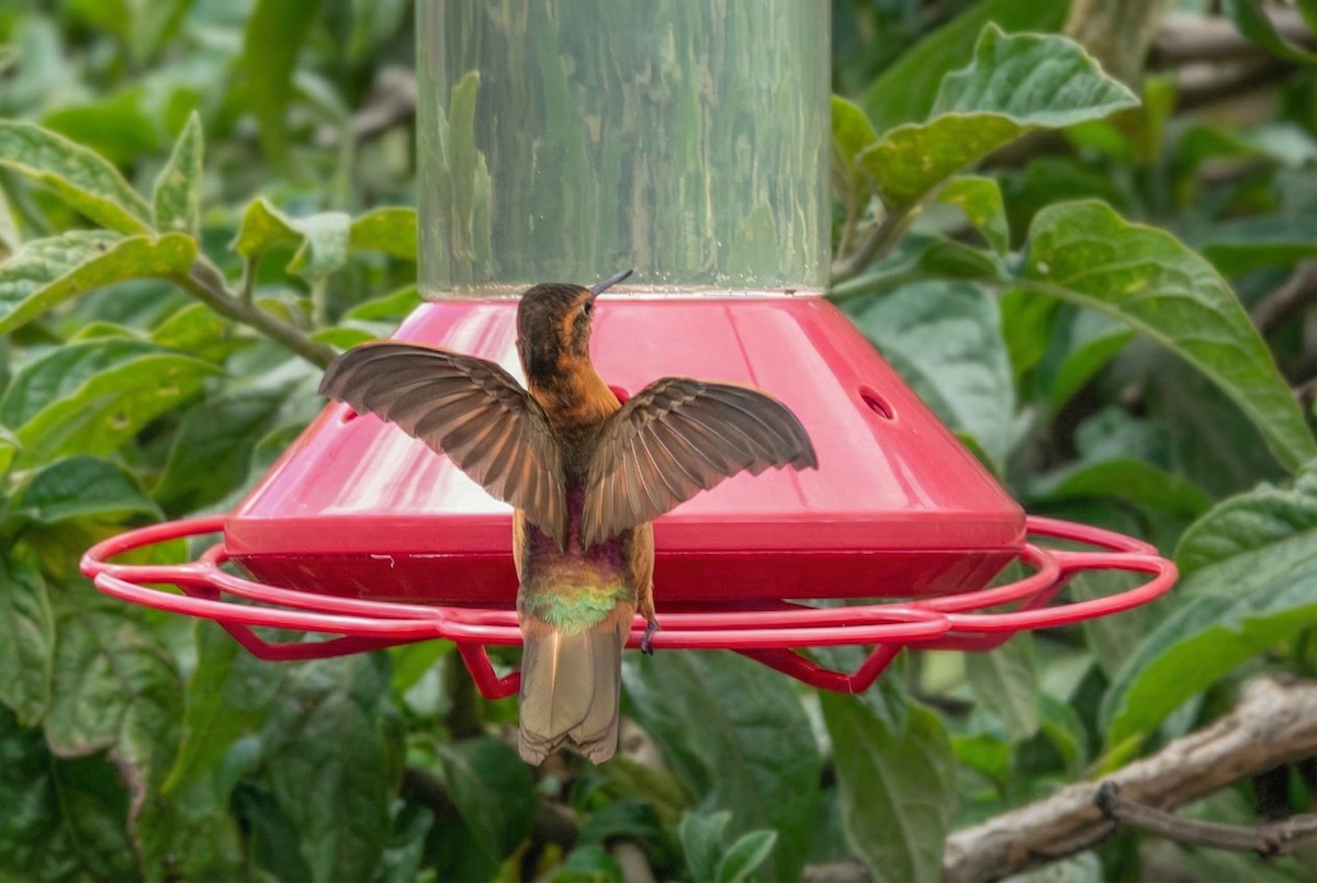 Shining Sunbeam - ML646351425