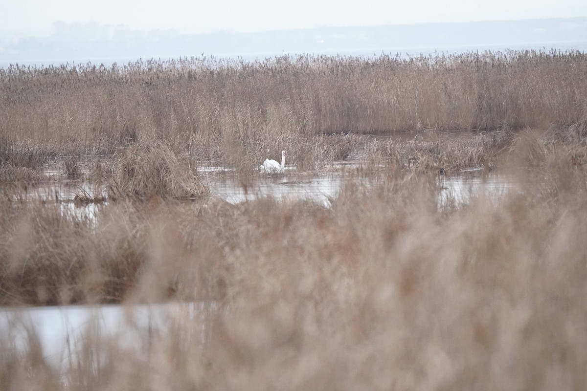 疣鼻天鵝 - ML646351426