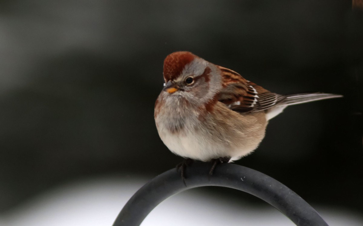 American Tree Sparrow - ML646351427